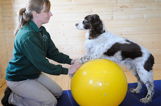 Victoria Spalding - Canine Physiotherapy