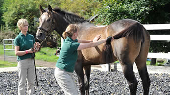 EQUINE PHYSIOTHERAPY